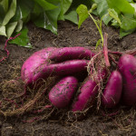 Harvest and Store Your Sweet Potato Crop Efficiently