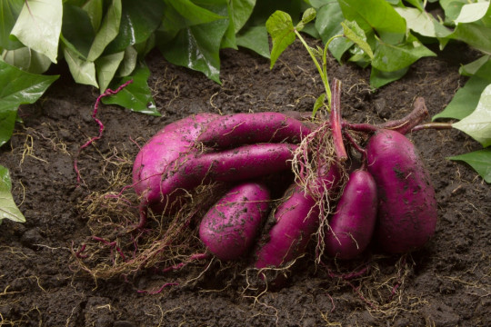 Harvest and Store Your Sweet Potato Crop Efficiently